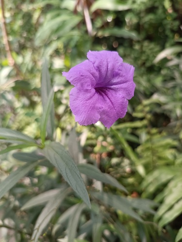 Mexican Ruellia