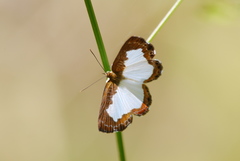 Riodinidae