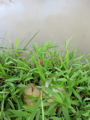 Polypedates leucomystax