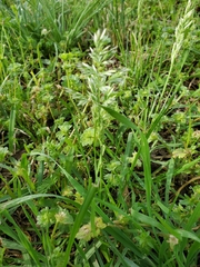 Poa arachnifera