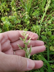 Poa arachnifera