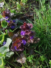 Glechoma hederacea