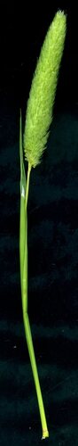 Phalaris paradoxa, photograph 6