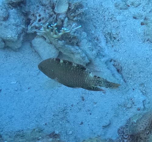 Cheilinus abudjubbe