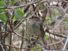 Certhidea fusca