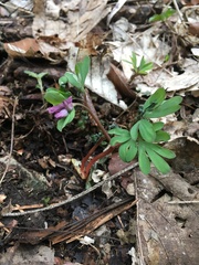 Corydalis intermedia