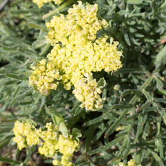 Lomatium caruifolium