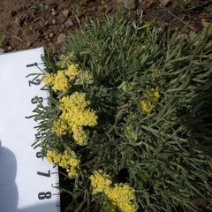 Lomatium caruifolium