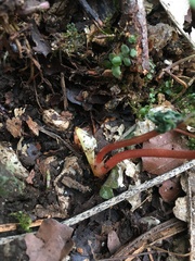 Corydalis intermedia