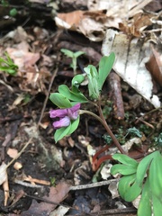 Corydalis intermedia