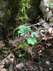 Corydalis intermedia