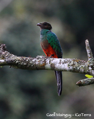 Pharomachrus antisianus