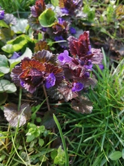 Glechoma hederacea