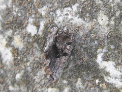 Myscelia ethusa ethusa