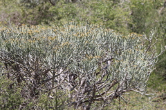 Euphorbia fiherenensis, photograph (c) amantedarmanin, some rights reserved (CC BY)
