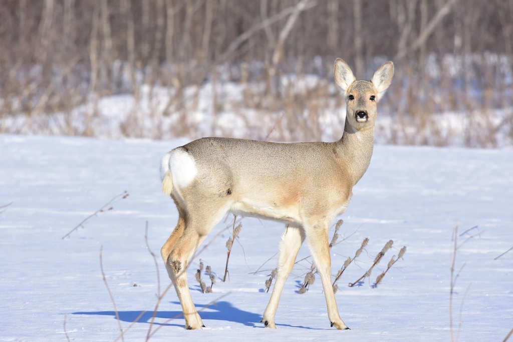 Eastern Roe Deer from Каргатский р-н, Новосибирская обл., Россия on ...