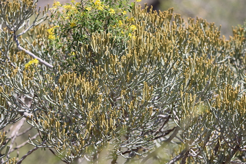 Euphorbia fiherenensis
