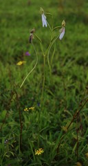 Habenaria longicorniculata