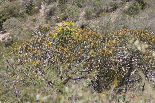 Euphorbia fiherenensis, photograph 1