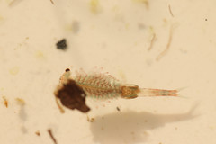 Eubranchipus grubii