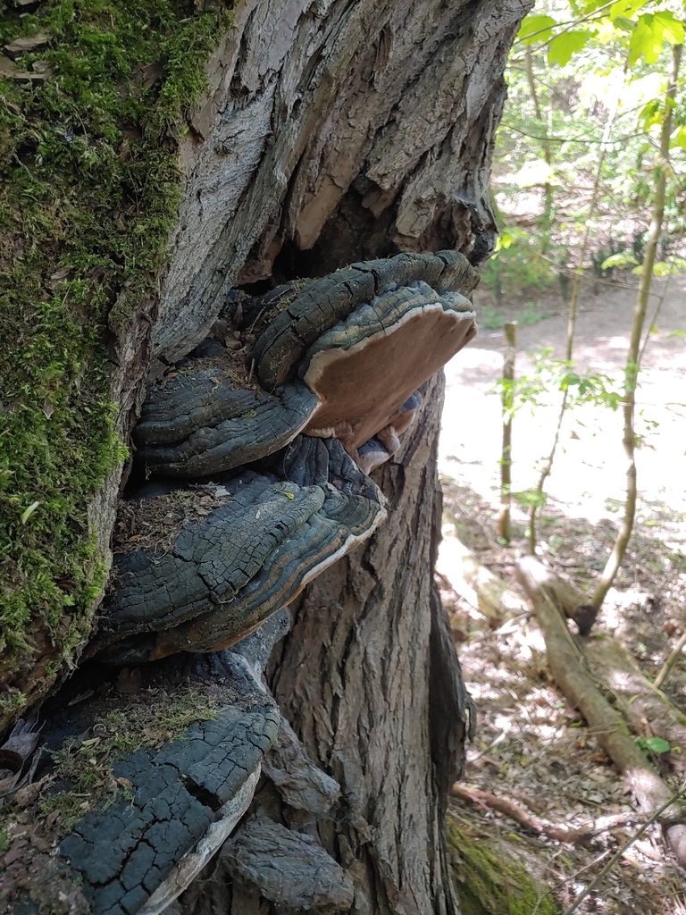 Phellinus igniarius · April 2026 · photo: © olya-bevkh (iNaturalist, cc-by)