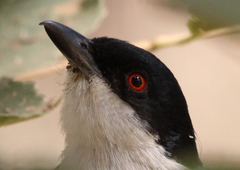 Black-Backed Puffback photo 5