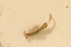 Eubranchipus grubii