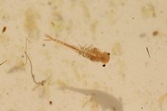 Eubranchipus grubii