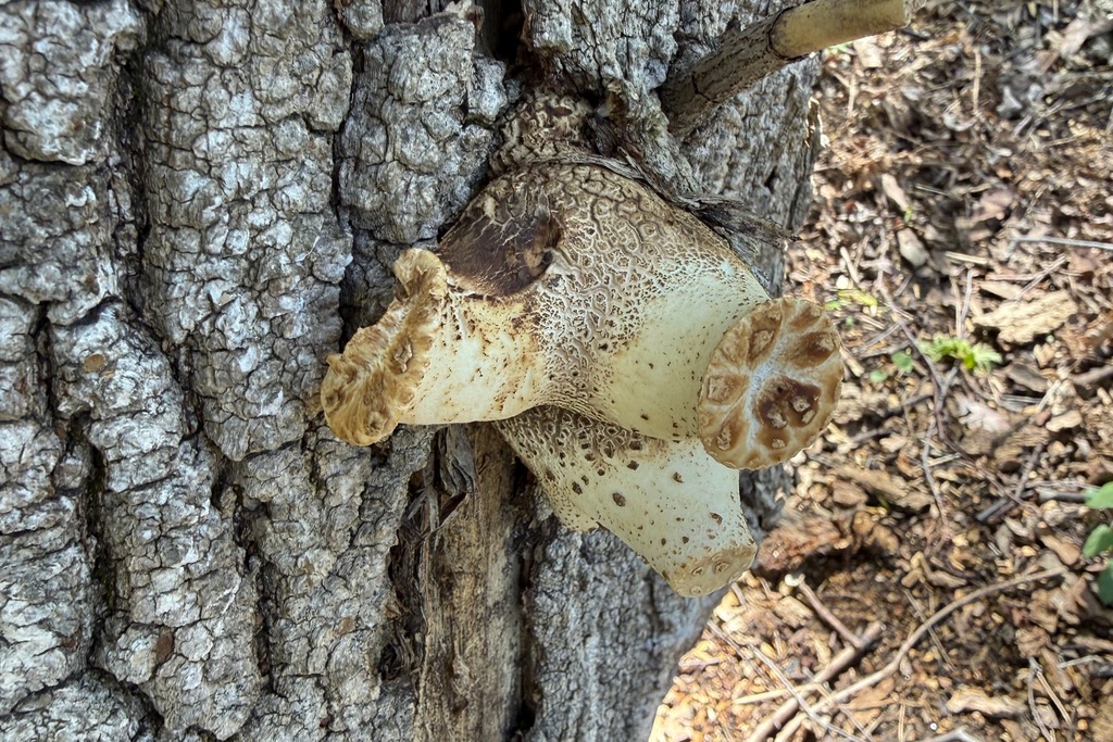 Cerioporus squamosus · April 2026 · photo: © colejwolf (iNaturalist, cc-by)