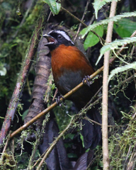 Oreothraupis arremonops