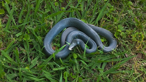 Southern Black Racer