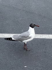 Leucophaeus atricilla