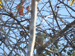 Piranga roseogularis