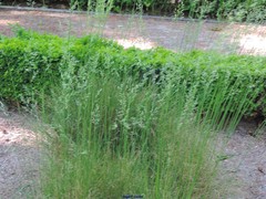 Festuca elegans