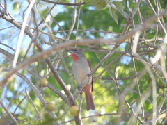 Piranga roseogularis