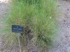Festuca elegans