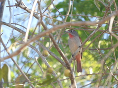 Piranga roseogularis