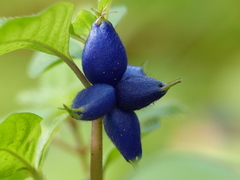 Coccocypselum herbaceum