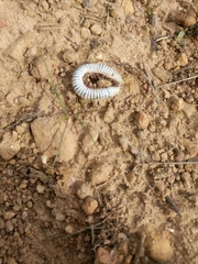 Ommatoiulus lusitanus