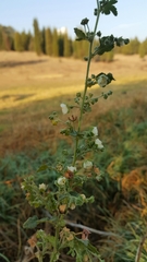 Kearnemalvastrum lacteum