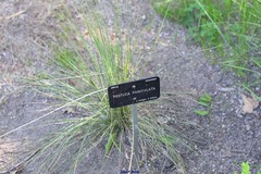 Festuca paniculata
