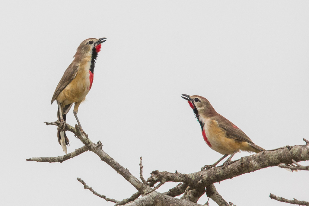 Rosy-patched Bushshrike