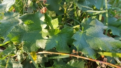 Kearnemalvastrum lacteum