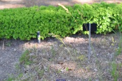 Festuca paniculata