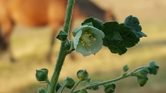 Kearnemalvastrum lacteum