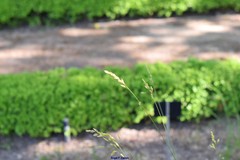 Festuca paniculata