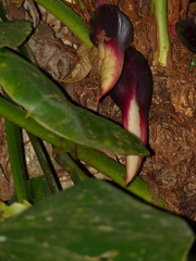 Philodendron fragrantissimum