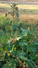 Kearnemalvastrum lacteum