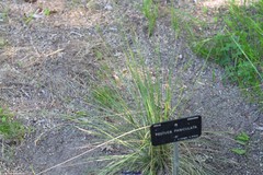 Festuca paniculata