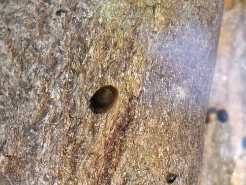 Ancylus fluviatilis